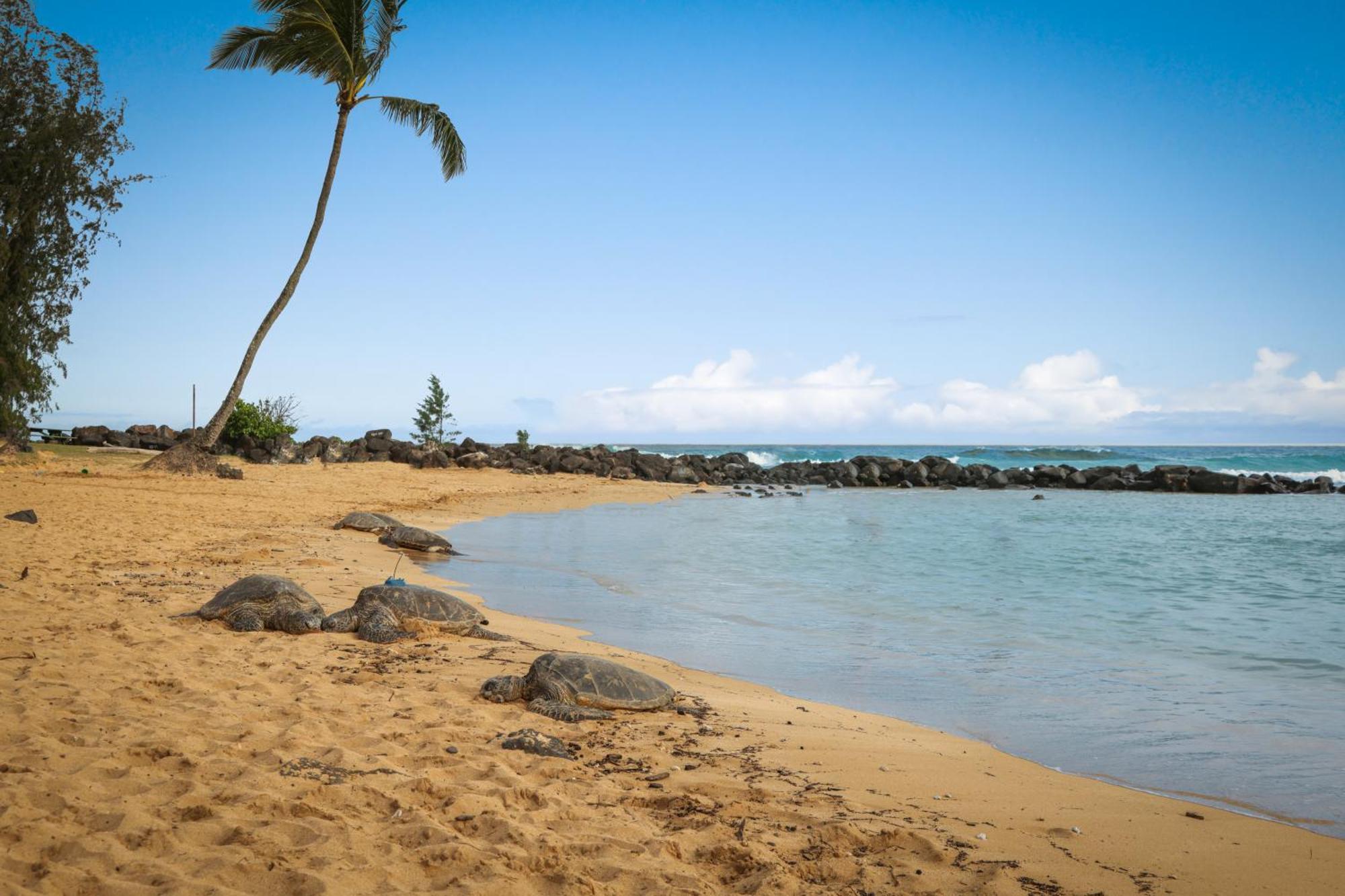 Aston At Poipu Kai Lejlighedshotel Koloa Eksteriør billede